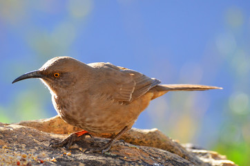 Southwest USA Beautiful Curve-billed Thrasher Bright yellow orange eyes, spots on chest and belly, Desert bird, it is a non-migratory species.
