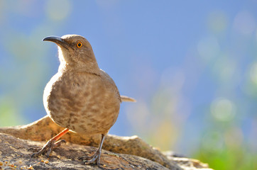 Southwest USA Beautiful Curve-billed Thrasher Bright yellow orange eyes, spots on chest and belly, Desert bird, it is a non-migratory species.
