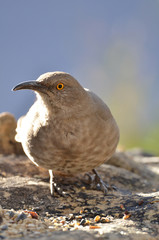 Southwest USA Beautiful Curve-billed Thrasher Bright yellow orange eyes, spots on chest and belly, Desert bird, it is a non-migratory species.
