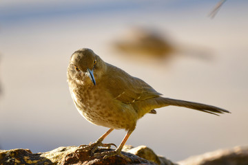 Southwest USA Beautiful Curve-billed Thrasher Bright yellow orange eyes, spots on chest and belly, Desert bird, it is a non-migratory species.
