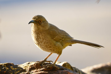 Southwest USA Beautiful Curve-billed Thrasher Bright yellow orange eyes, spots on chest and belly, Desert bird, it is a non-migratory species.
