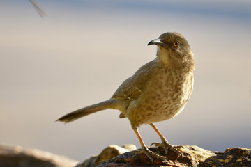 Southwest USA Beautiful Curve-billed Thrasher Bright yellow orange eyes, spots on chest and belly, Desert bird, it is a non-migratory species.

