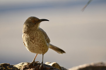 Southwest USA Beautiful Curve-billed Thrasher Bright yellow orange eyes, spots on chest and belly, Desert bird, it is a non-migratory species.
