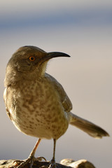 Southwest USA Beautiful Curve-billed Thrasher Bright yellow orange eyes, spots on chest and belly, medium Desert bird, it is a non-migratory species.