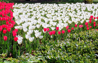 Tulips in the flower bed