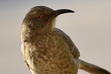 Southwest USA Beautiful Curve-billed Thrasher Bright yellow orange eyes, spots on chest and belly, Desert bird, it is a non-migratory species.
