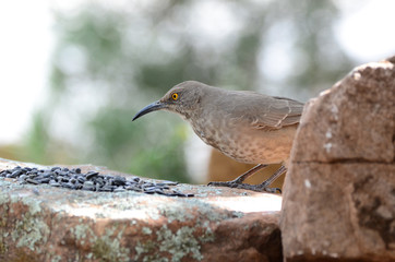 Southwest USA Beautiful Curve-billed Thrasher Bright yellow orange eyes, spots on chest and belly, Desert bird, it is a non-migratory species.
