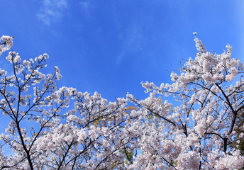 桜と青空
