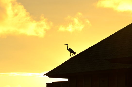 Héron en contre-jour sur un toit, Maldives