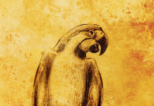  pencil deawing parrot on old paper, vintage paper and old structure.