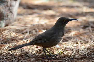 
Southwest USA Beautiful Curve-billed Thrasher Bright yellow orange eyes, Faint spots on chest and belly, Long curved bill. Dull grayish brown all over. Desert bird, it is a non-migratory species