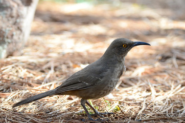 
Southwest USA Beautiful Curve-billed Thrasher Bright yellow orange eyes, Faint spots on chest and belly, Long curved bill. Dull grayish brown all over. Desert bird, it is a non-migratory species
