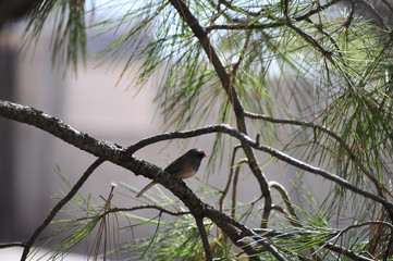 Southwest USA Beautiful Dark-eyed Junco  is a medium-sized sparrow with a rounded head a short, stout bill and a fairly long, conspicuous tail.