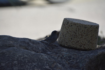 Southwest USA Beautiful Dark-eyed Junco  is a medium-sized sparrow with a rounded head a short, stout bill and a fairly long, conspicuous tail.