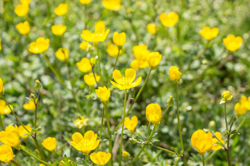 Fototapeta premium Yellow Buttercup flowers