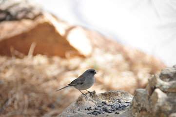 Southwest USA Beautiful Dark-eyed Junco  is a medium-sized sparrow with a rounded head a short, stout bill and a fairly long, conspicuous tail.