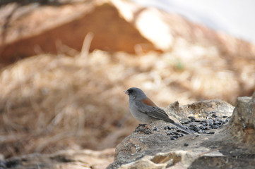 Southwest USA Beautiful Dark-eyed Junco  is a medium-sized sparrow with a rounded head a short, stout bill and a fairly long, conspicuous tail.