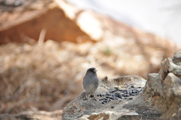 Southwest USA Beautiful Dark-eyed Junco  is a medium-sized sparrow with a rounded head a short, stout bill and a fairly long, conspicuous tail.