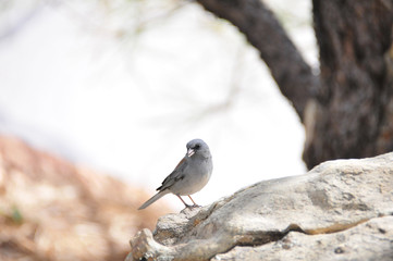 Southwest USA Beautiful Dark-eyed Junco  is a medium-sized sparrow with a rounded head a short, stout bill and a fairly long, conspicuous tail.