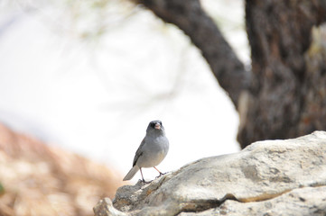 Southwest USA Beautiful Dark-eyed Junco  is a medium-sized sparrow with a rounded head a short, stout bill and a fairly long, conspicuous tail.