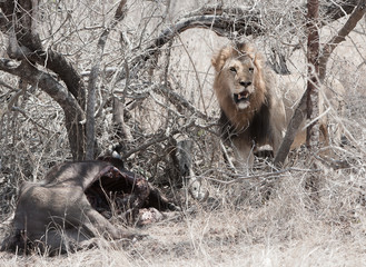 Lion With Buffalo Kill...Gurading his meal, this lion makes it clear that visitors are NOT welcome.  This beautiful lion was photographed in Kruger National Park in South Africa