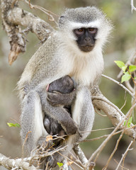 Mother and Baby...Carried like a mom, watching and protecting.  These beautiful monkeys were photographed in Kruger National Park in South Africa