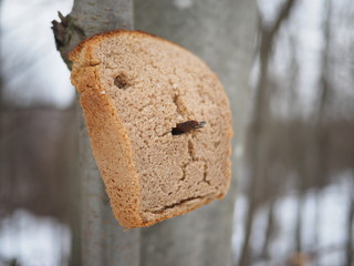 bread for the birds in the forest
