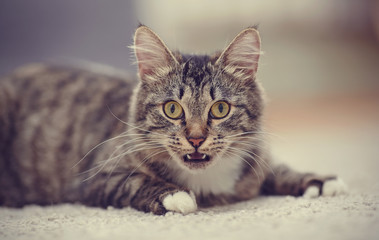 Portrait of the surprised domestic cat of a striped color