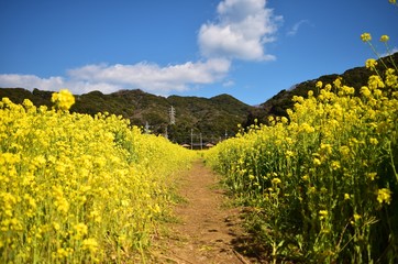 菜の花