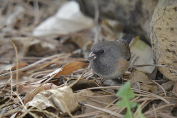Southwest USA Beautiful Dark-eyed Junco  is a medium-sized sparrow with a rounded head a short, stout bill and a fairly long, conspicuous tail.