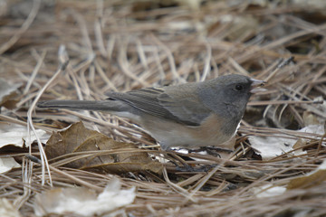 Southwest USA Beautiful Dark-eyed Junco  is a medium-sized sparrow with a rounded head a short, stout bill and a fairly long, conspicuous tail.