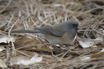 Southwest USA Beautiful Dark-eyed Junco  is a medium-sized sparrow with a rounded head a short, stout bill and a fairly long, conspicuous tail.