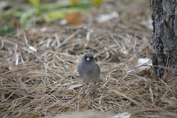 Southwest USA Beautiful Dark-eyed Junco  is a medium-sized sparrow with a rounded head a short, stout bill and a fairly long, conspicuous tail.
