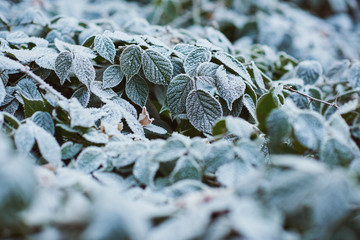 Green leaves covered in a delicate layer of white frost