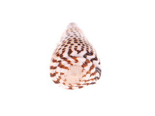 seashell on a white background