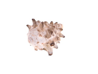 seashell on a white background