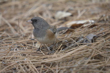 Southwest USA Beautiful Dark-eyed Junco  is a medium-sized sparrow with a rounded head a short, stout bill and a fairly long, conspicuous tail.