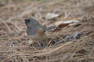 Southwest USA Beautiful Dark-eyed Junco  is a medium-sized sparrow with a rounded head a short, stout bill and a fairly long, conspicuous tail.