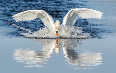 Acrylic prints Swan Mute swan