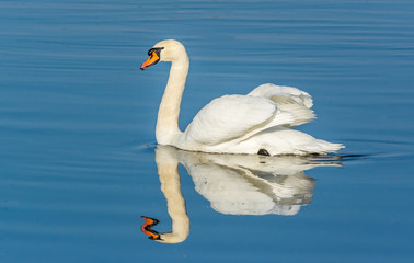 Mute swan