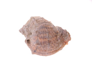 seashell on a white background