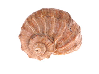 seashell on a white background