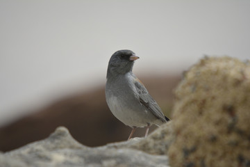 Southwest USA Beautiful Dark-eyed Junco  is a medium-sized sparrow with a rounded head a short, stout bill and a fairly long, conspicuous tail.