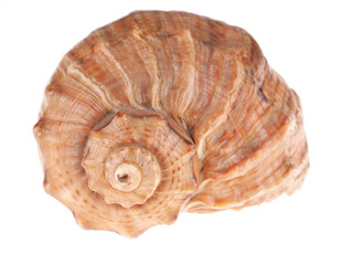 seashell on a white background
