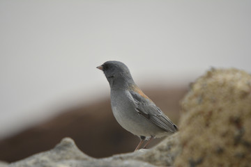 Southwest USA Beautiful Dark-eyed Junco  is a medium-sized sparrow with a rounded head a short, stout bill and a fairly long, conspicuous tail.