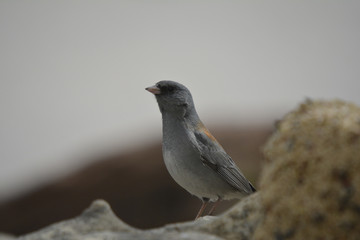 Southwest USA Beautiful Dark-eyed Junco  is a medium-sized sparrow with a rounded head a short, stout bill and a fairly long, conspicuous tail.