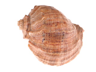 seashell on a white background