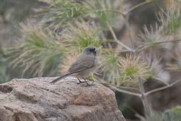 Southwest USA Beautiful Dark-eyed Junco  is a medium-sized sparrow with a rounded head a short, stout bill and a fairly long, conspicuous tail.