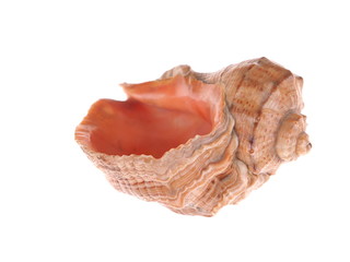 seashell on a white background