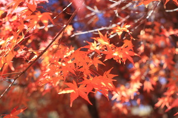 紅葉